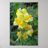 Geel Poster (Voorkant)