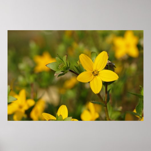 Geel Poster (Voorkant)