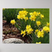 Geel Poster Daffodils (Voorkant)