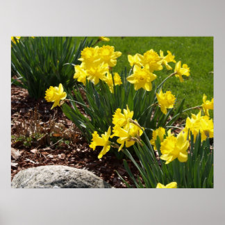 Geel Poster Daffodils