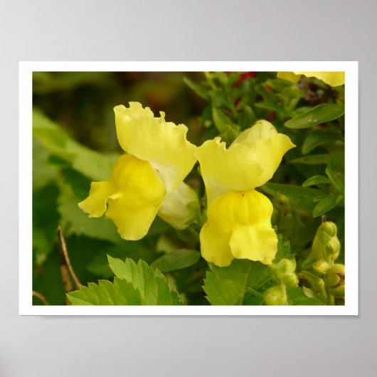 Geel Poster Snapdragons (Voorkant)