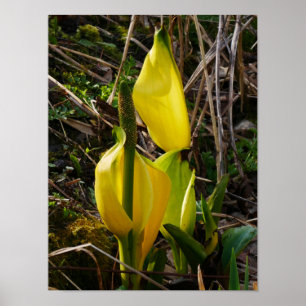 Geel Poster van de Stkunk Cabbage Flowers