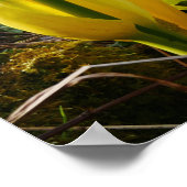 Geel Poster van de Stkunk Cabbage Flowers (Hoek)