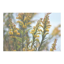 Geel Poster van wilde bloemen
