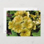 Geel Primrose Briefkaart Fotografie (Voorkant / Achterkant)