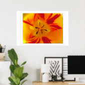 Geel, rood tulp macro afbeelding poster (Thuiskantoor)