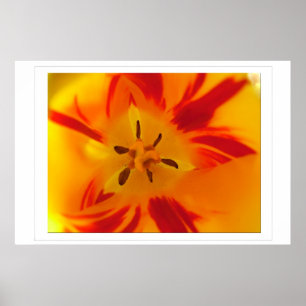 Geel, rood tulp macro afbeelding poster