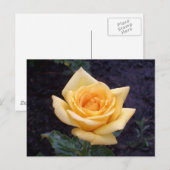 Geel Roos Briefkaart (Voorkant / Achterkant)
