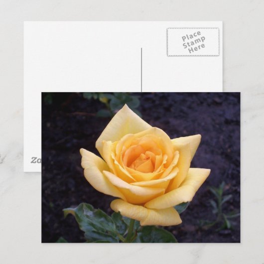 Geel Roos Briefkaart (Voorkant / Achterkant)