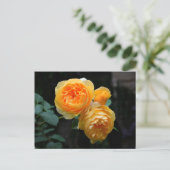 Geel Roos Briefkaart (Staand voorkant)