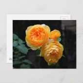 Geel Roos Briefkaart (Voorkant / Achterkant)