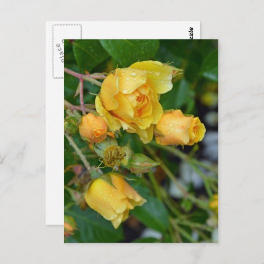 Geel roos briefkaart florale afdruk (Voorkant / Achterkant)