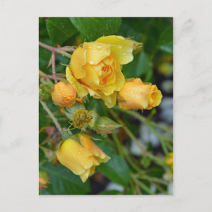 Geel roos briefkaart florale afdruk