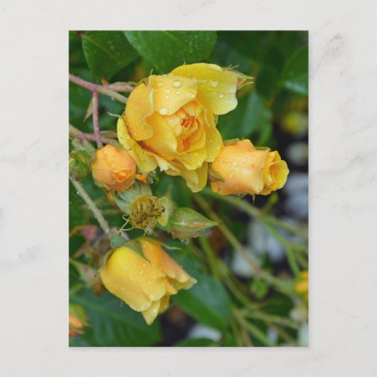 Geel roos briefkaart florale afdruk (Voorkant)