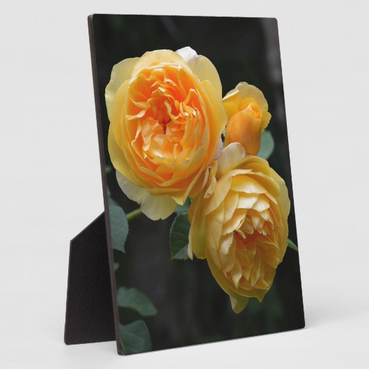 Geel Roos Fotoplaat (Zijkant)