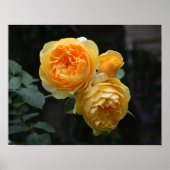 Geel Roos Poster (Voorkant)