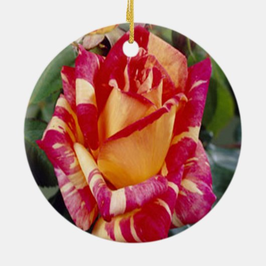 Geel Roze Roses Ornament (Achterkant)
