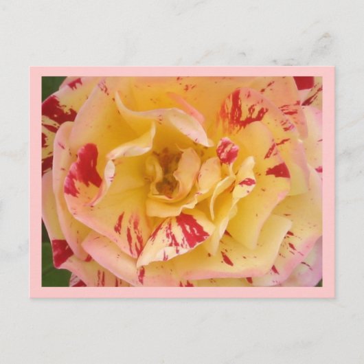 Geel roze roze Percussie Bloem Foto Briefkaarten (Voorkant)
