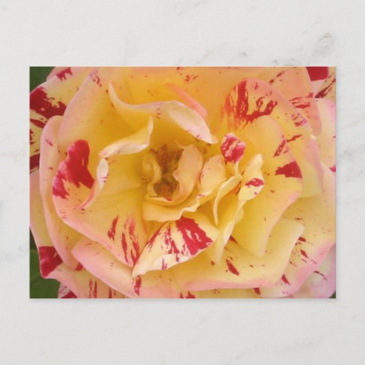 Geel roze roze Percussie Bloem Foto Briefkaarten (Voorkant)