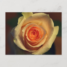 Geel rozenBriefkaart Briefkaart