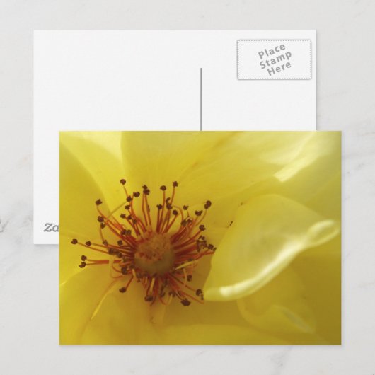 Geel rozenBriefkaart Briefkaart (Voorkant / Achterkant)