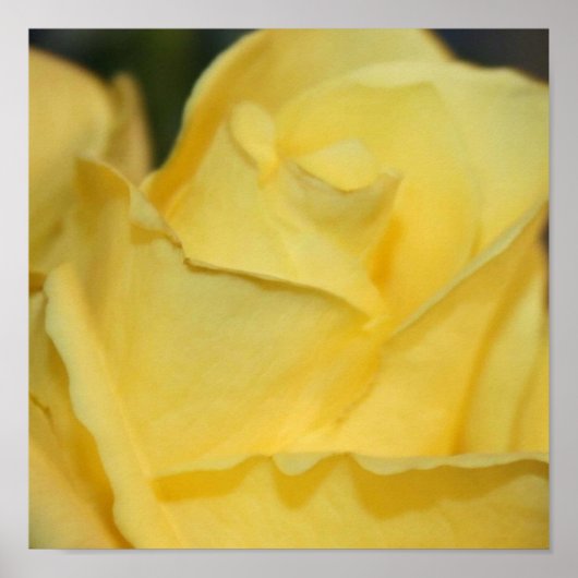 Geel rozenPoster Poster (Voorkant)