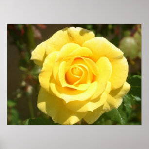 Geel rozenPoster Poster