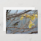 Geel-rumped Warbler Briefkaart (Voorkant / Achterkant)