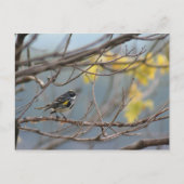 Geel-rumped Warbler Briefkaart (Voorkant)