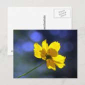 Geel Sinaasappel Coreopsis Briefkaart (Voorkant / Achterkant)