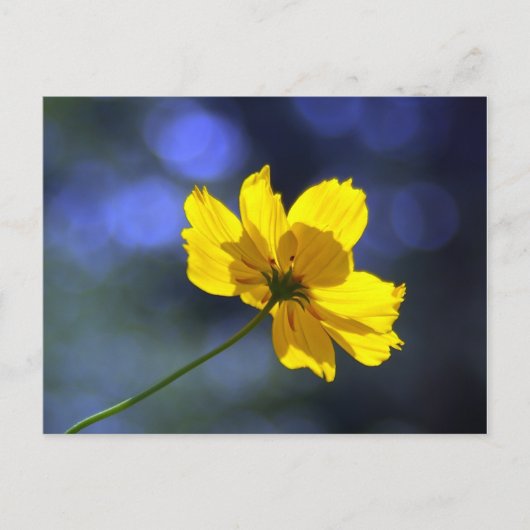 Geel Sinaasappel Coreopsis Briefkaart (Voorkant)