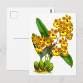  geel Sinaasappel Orchidee Flower Briefkaart (Voorkant / Achterkant)