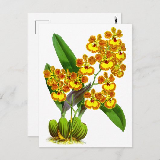  geel Sinaasappel Orchidee Flower Briefkaart (Voorkant / Achterkant)