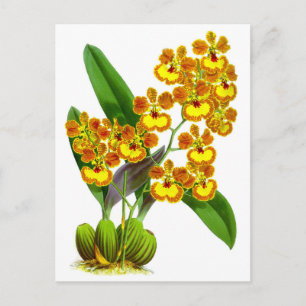  geel Sinaasappel Orchidee Flower Briefkaart