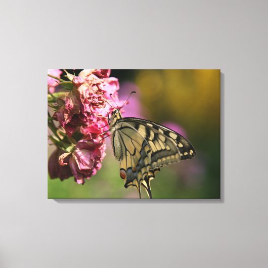Geel Swallowtail Butterfly Canvas Afdruk (Voorkant)