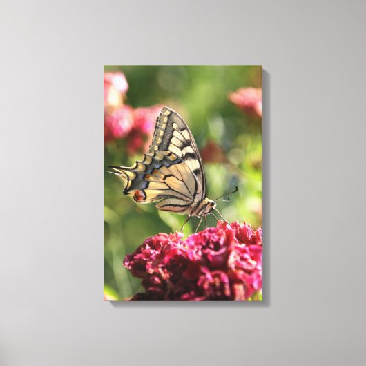 Geel Swallowtail Butterfly Canvas Afdruk (Voorkant)