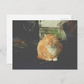 geel tafelblad met schattige straathankruis briefkaart (Voorkant / Achterkant)