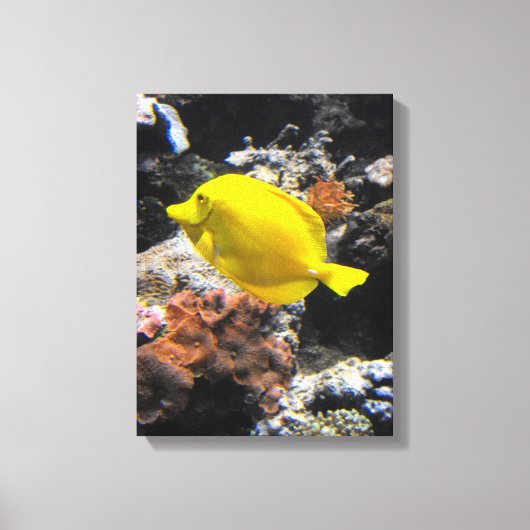 Geel tang vis canvas afdruk (Voorkant)
