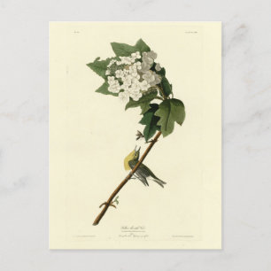 Geel-troebele Vireo, Audubon Birds of America Briefkaart