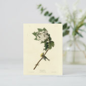 Geel-troebele Vireo, Audubon Birds of America Briefkaart (Staand voorkant)