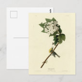 Geel-troebele Vireo, Audubon Birds of America Briefkaart (Voorkant / Achterkant)
