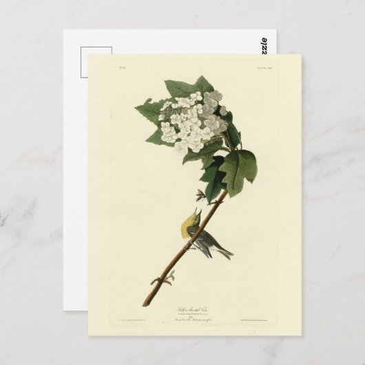 Geel-troebele Vireo, Audubon Birds of America Briefkaart (Voorkant / Achterkant)