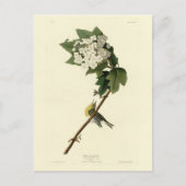 Geel-troebele Vireo, Audubon Birds of America Briefkaart (Voorkant)