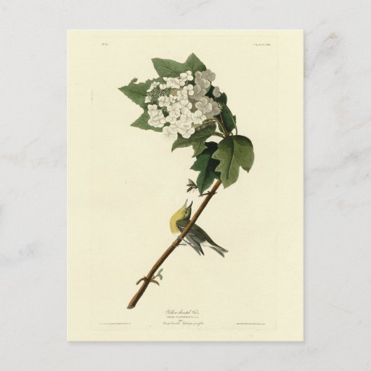 Geel-troebele Vireo, Audubon Birds of America Briefkaart (Voorkant)