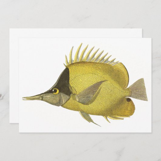 Geel Tropische Chelmon longirostris, Vis (Voorkant / Achterkant)