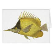 Geel Tropische Chelmon longirostris,  Vis (Voorkant Horizontaal)