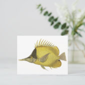 Geel Tropische Chelmon longirostris,  Vis Briefkaart (Staand voorkant)