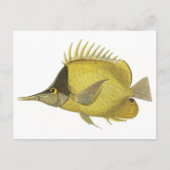 Geel Tropische Chelmon longirostris,  Vis Briefkaart (Voorkant)