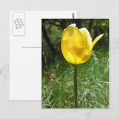 Geel Tulp Briefkaart (Voorkant / Achterkant)