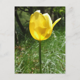 Geel Tulp Briefkaart